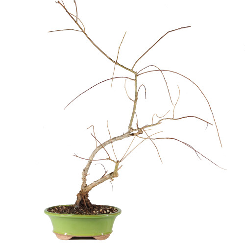 Japanese Weeping Willow - ST0925JWW-S