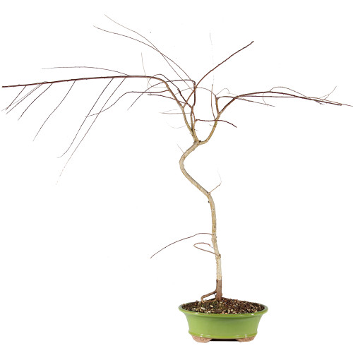 Japanese Weeping Willow - ST0925JWW-T