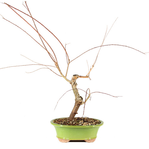 Japanese Weeping Willow - ST0925JWW-V