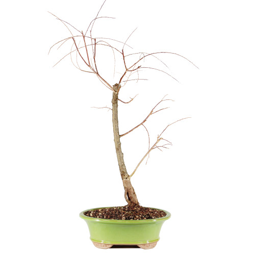 Japanese Weeping Willow - ST0925JWW-Y