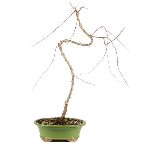 Japanese Weeping Willow - ST1025JWW-B