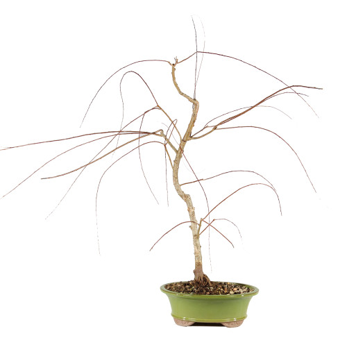 Japanese Weeping Willow - ST1025JWW-C