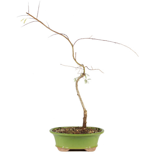 Japanese Weeping Willow - ST1025JWW-E