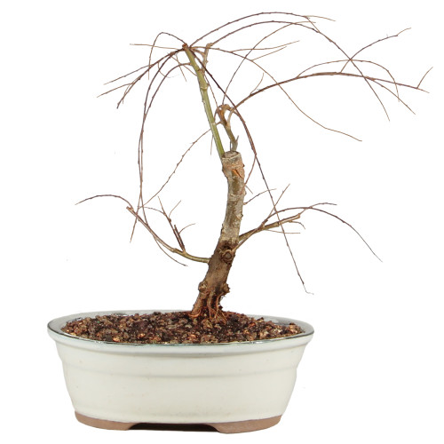 Japanese Weeping Willow - ST1025JWW-K