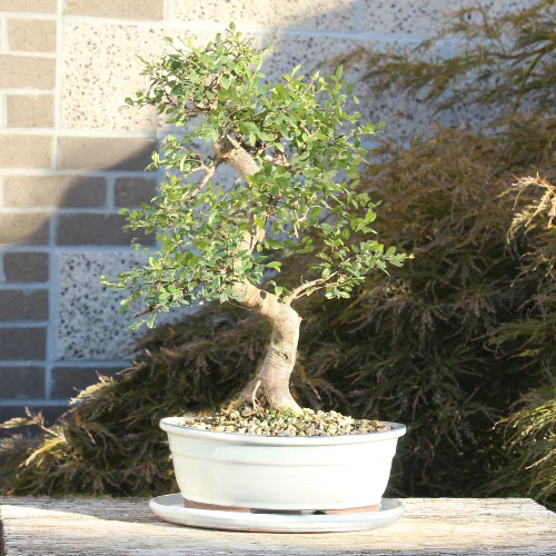 a small tree in a pot