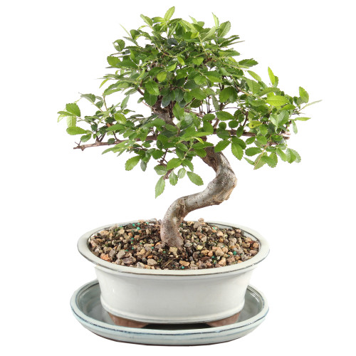 Chinese Elm with White 8" Ceramic Tray - CT9006CEP
