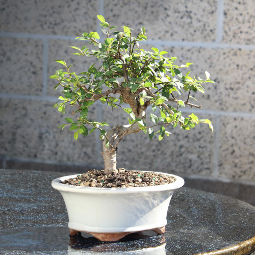 Chinese Elm with White 8" Ceramic Tray - CT9006CEP