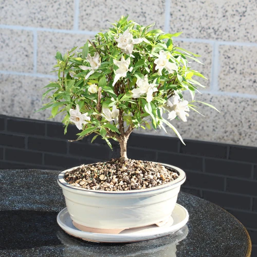 a small white flowered plant in a white pot