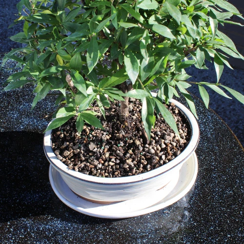 A tiny potted plant with vibrant leaves, placed on a simple surface