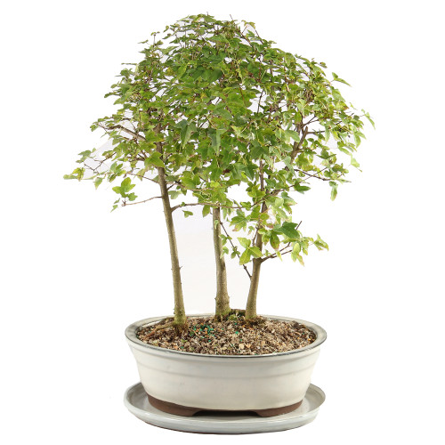 Trident Maple Grove with White 10