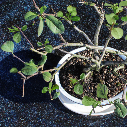 Flowering Quince  with White 10" Ceramic Tray - DT0225FQ