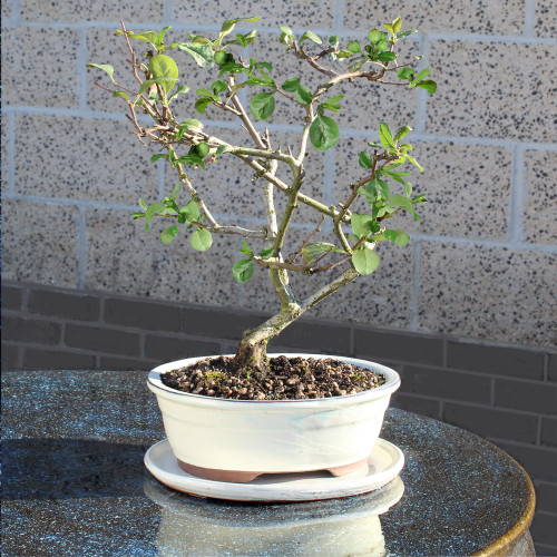 Flowering Quince  with White 10" Ceramic Tray - DT0225FQ