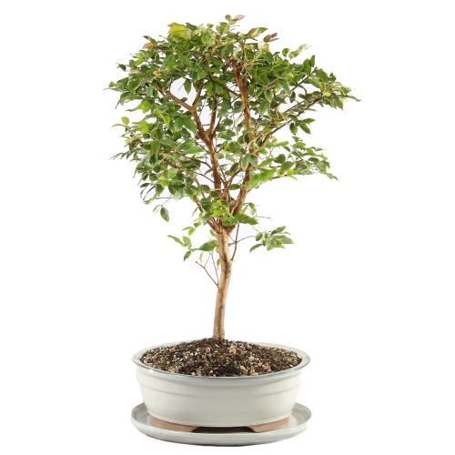 a small tree in a pot