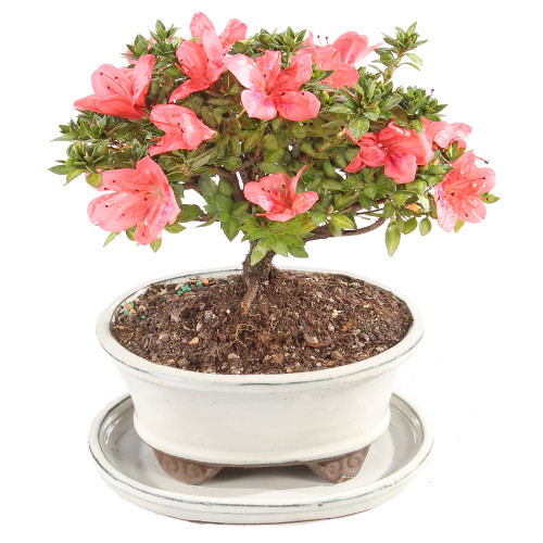 Satsuki Azalea 'Kazan' with White 6" Ceramic Tray - DT0516RKA