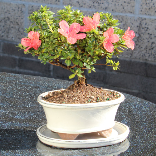 Satsuki Azalea 'Kazan' with White 6" Ceramic Tray - DT0516RKA