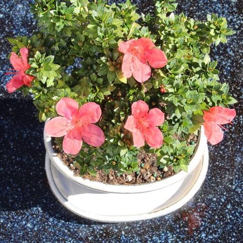 Satsuki Azalea 'Kazan' with White 6" Ceramic Tray - DT0516RKA