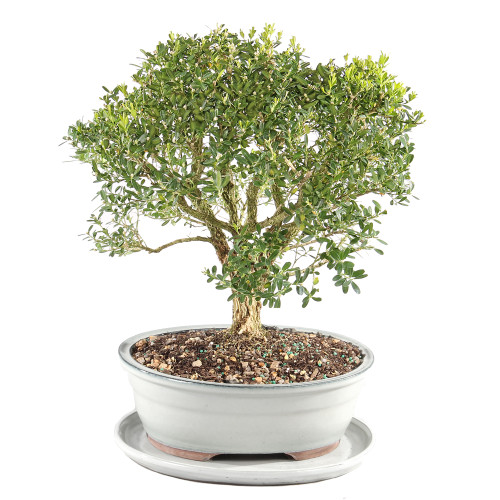 Harland Boxwood with White 10" Ceramic Tray- DT3513HB