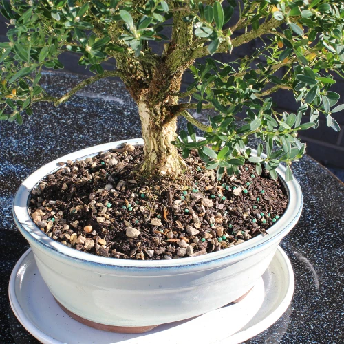 Large Harland Boxwood displaying the trunk of the tree