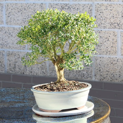 Large Harland Boxwood  dispayed on a table 