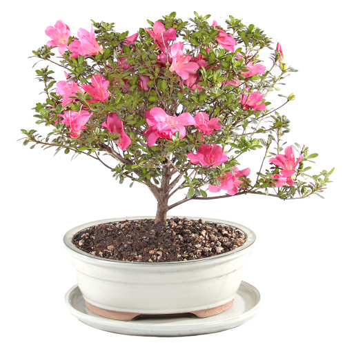 Satzuki Azalea with White 10" Ceramic Tray - DT6016AZP