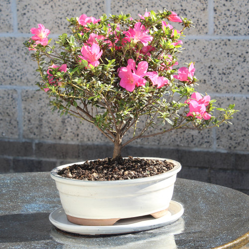 Large Azalea outdoor tree 