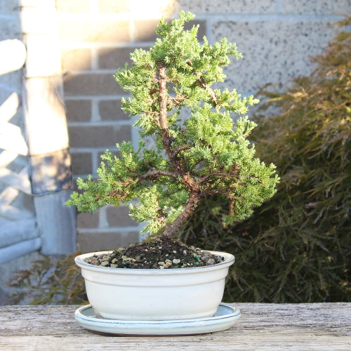 Medium Green Mound Juniper 'Juniperus procumbens 'Nana'
