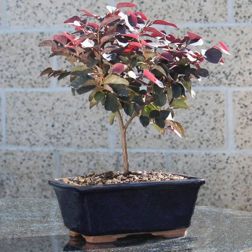 Medium Fringe Flower outdoor tree