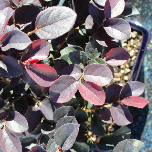 A decorative pot containing a plant with striking purple leaves, adding a pop of color to the setting