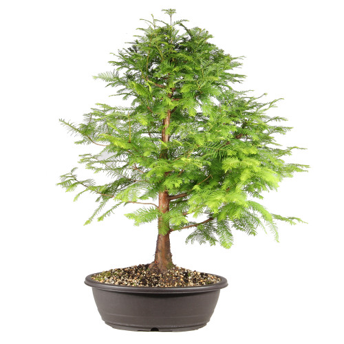 Dawn Redwood in a contianer 