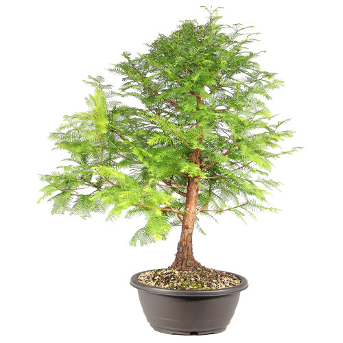 Dawn Redwood  left side view 