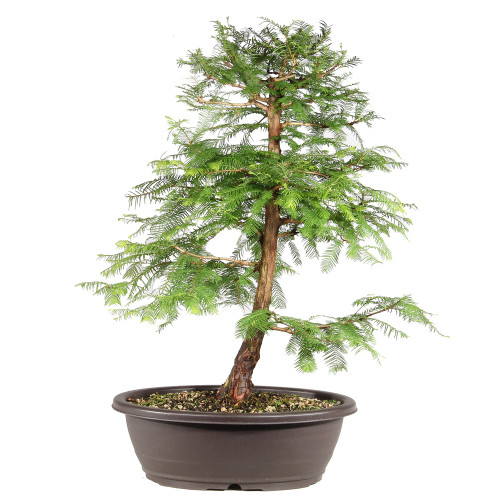 Dawn Redwood in a container 