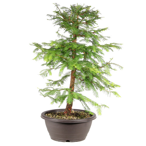 Dawn Redwood right side view 