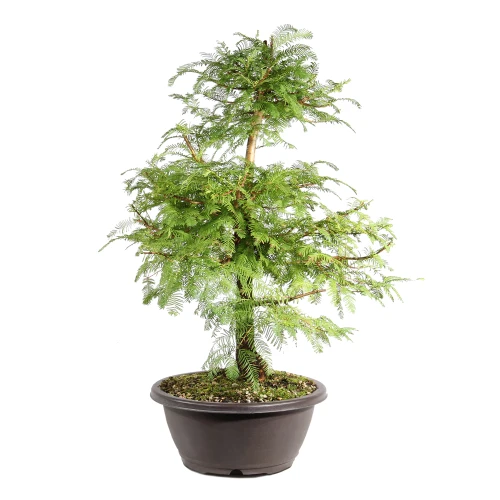 Dawn Redwood left side view 