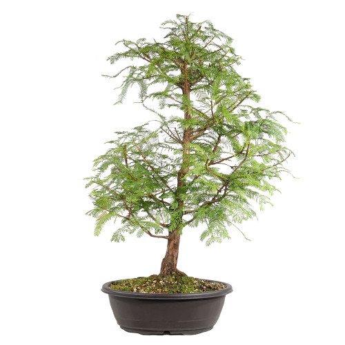 Dawn Redwood back view