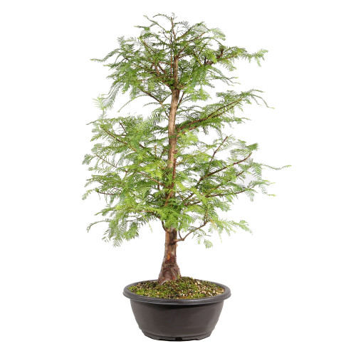 Dawn Redwood right side view