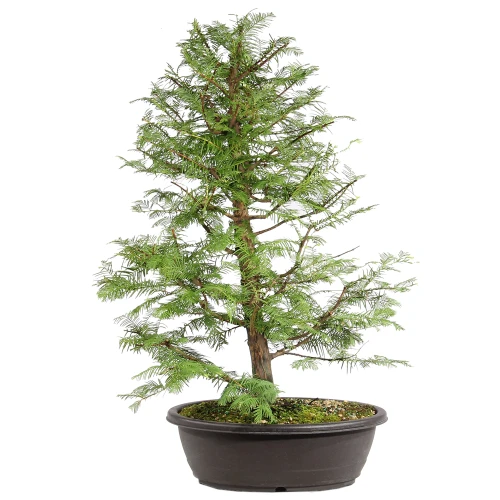 Dawn Redwood in a plastic bonsai contianer 