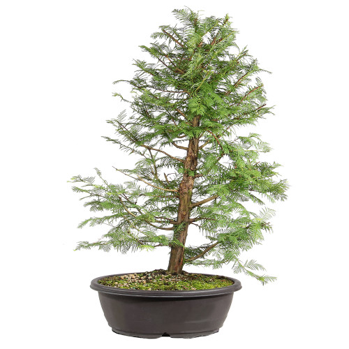 Dawn Redwood Dawn Redwood back view 