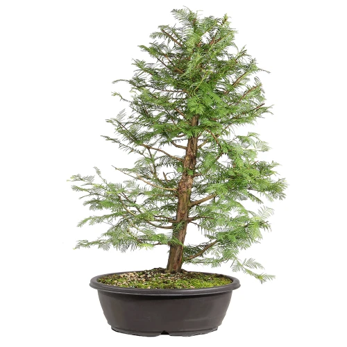 Dawn Redwood Dawn Redwood back view
