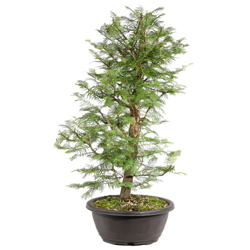 Dawn Redwood right side vieqw 
