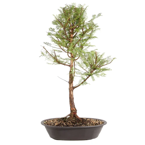 Dawn Redwood in a plastic bonsai container