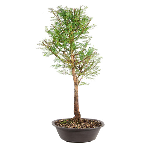 Dawn Redwood left side view 