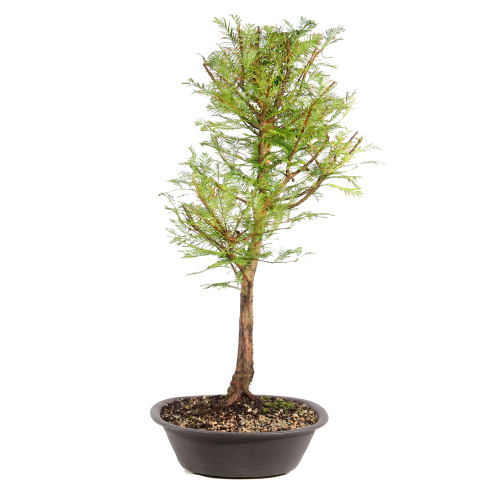 Dawn Redwood right side view 