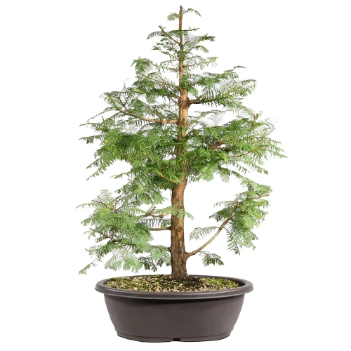 Dawn Redwood in a plasticbonsai container 