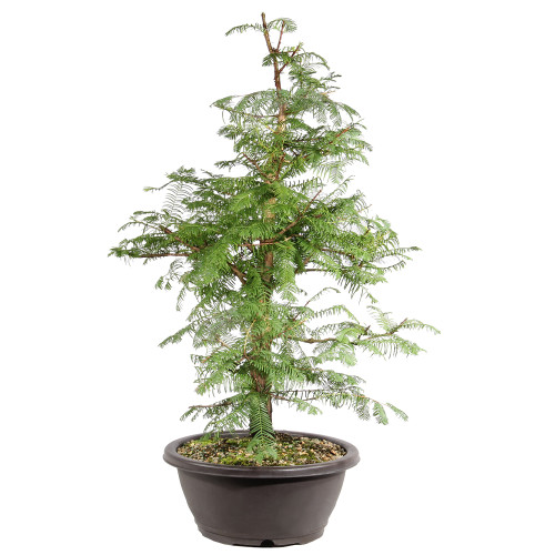 Dawn Redwood left side view 