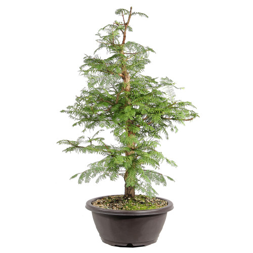 Dawn Redwood right side view 