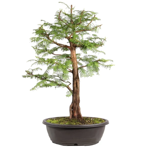 Dawn Redwood back view 