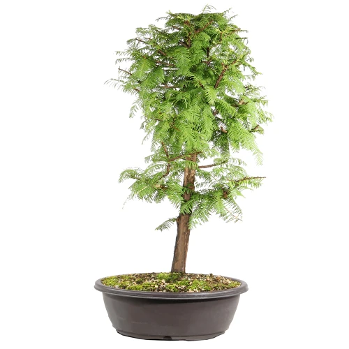 Dawn Redwood in a plastic bonsai container 