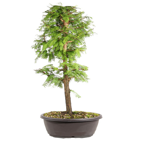 Dawn Redwood back view 