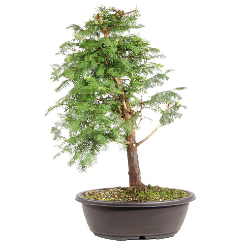 Dawn Redwood back view 