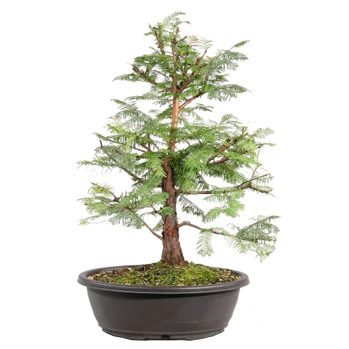 Dawn Redwood in a plastic bonsai container 